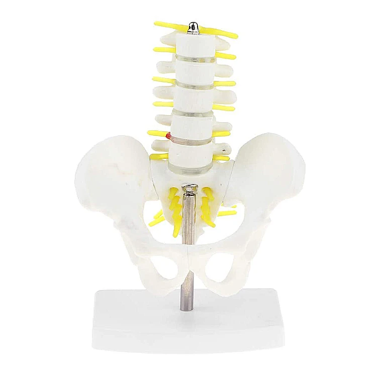 20x15x10cm 0.4kg Human Pelvis Model With 5pcs Lumbar Vertebrae