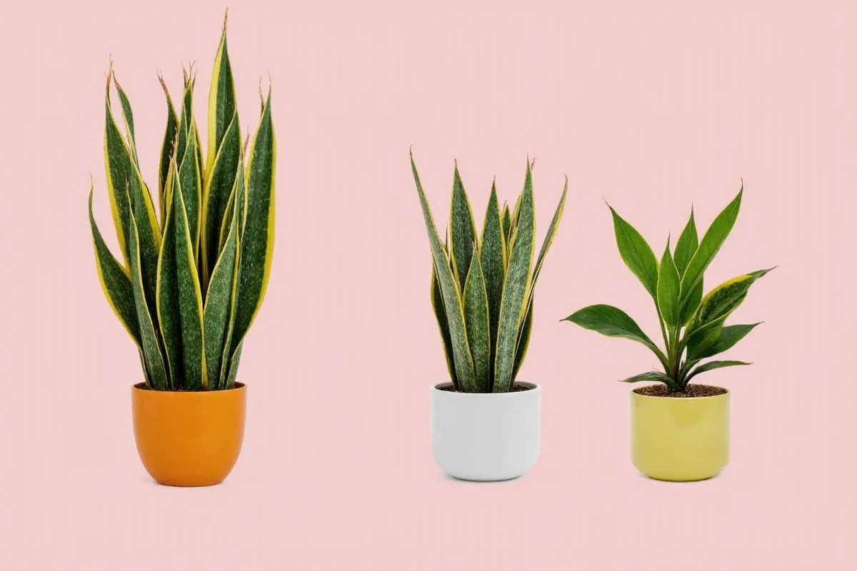 how to grow a snake plant