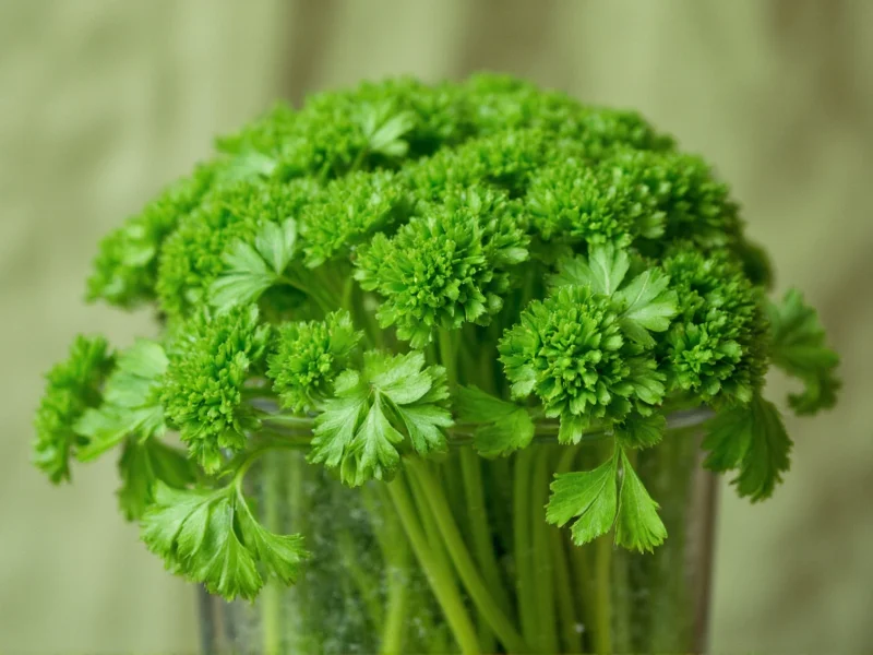 Coriander vs Parsley: Clearing Up the Confusion