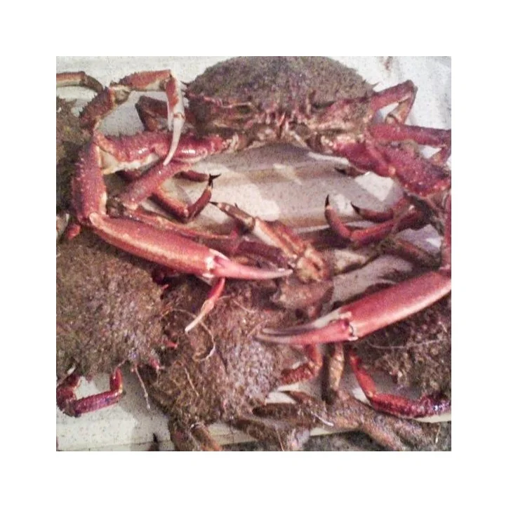 
High Quality olig KING CRAB Whole Live crab Morocco for wholesale 