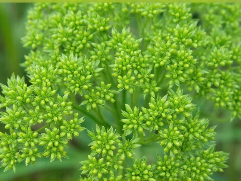 Dill Weed vs Dill Seed: Key Differences Explained