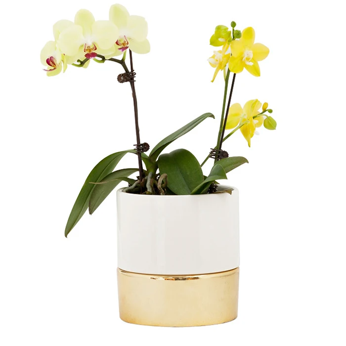 

Ceramic Planter Flower Pots Container Self Watering With Gold Base, As show or customized