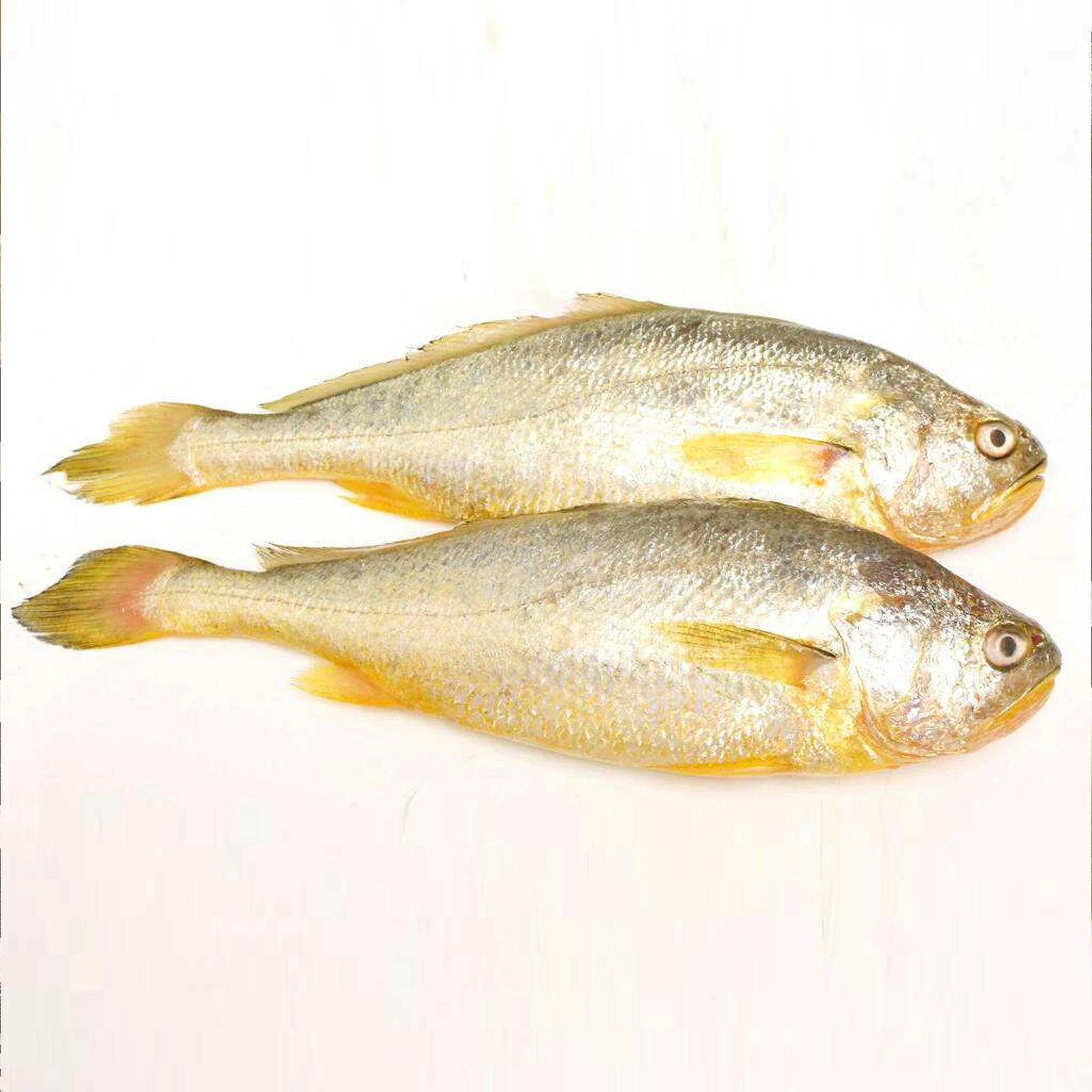 
Good Price Delicious Healthy Fish Vacuum Packaging Frozen Seafood IQF Frozen Yellow Croaker 