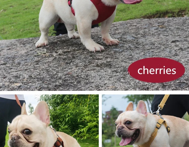 aldi no pull dog harness