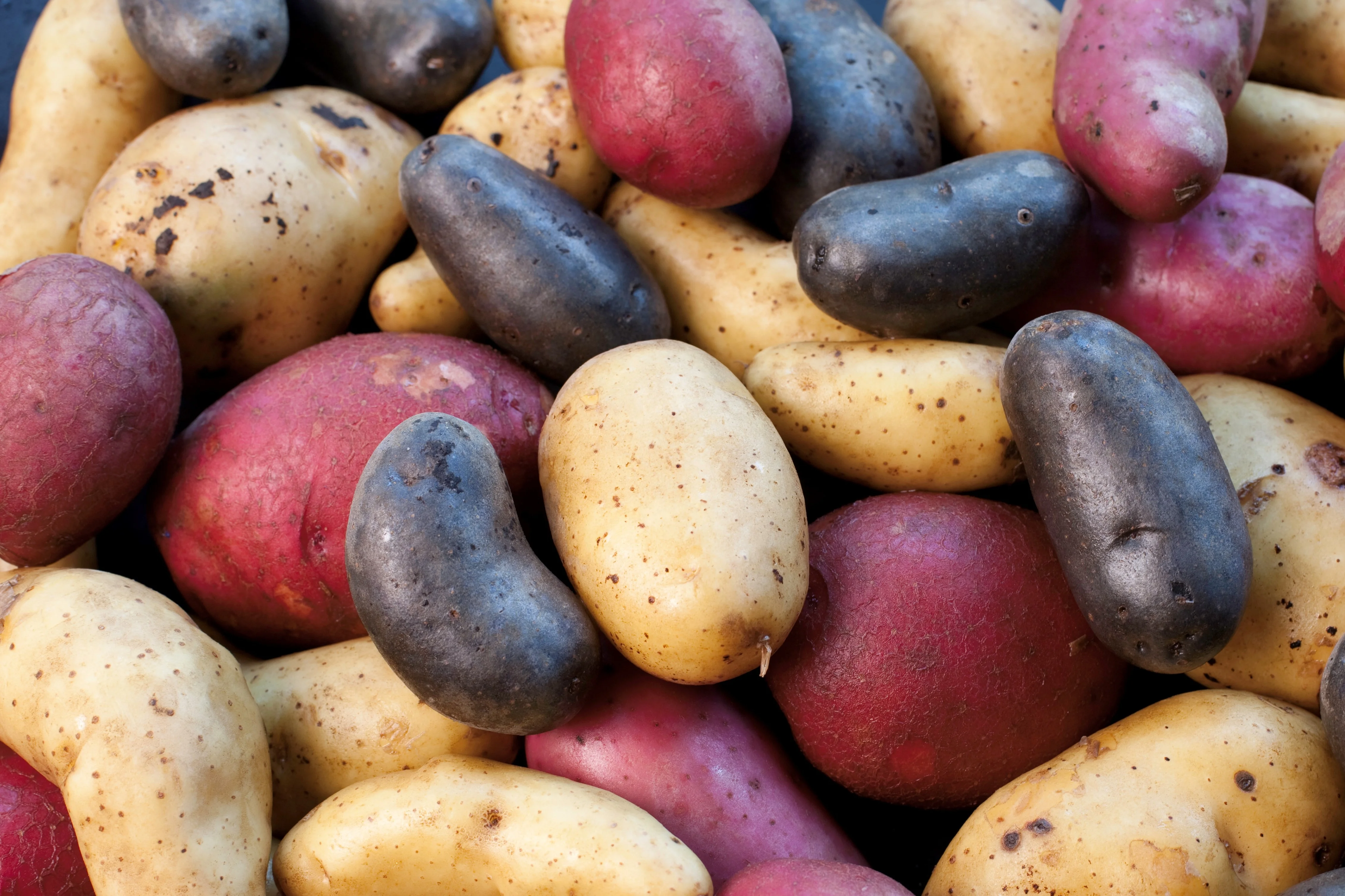 
Mexico Grown POTATO Vegetables RED Potato Robinson Fresh MOQ 50 LBS Quick Delivery in US 