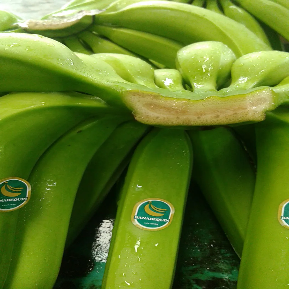 
ECUADORIAN FRESH BANANAS 