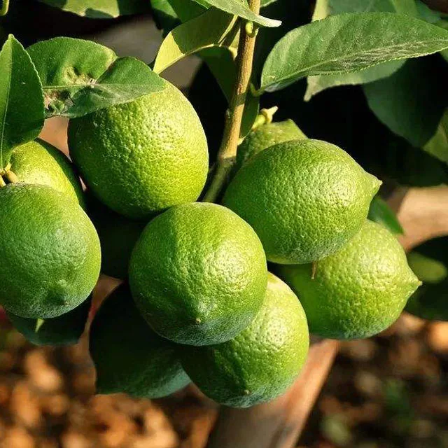 
Orange OEM Style Fresh Green Lemon with competitive price 