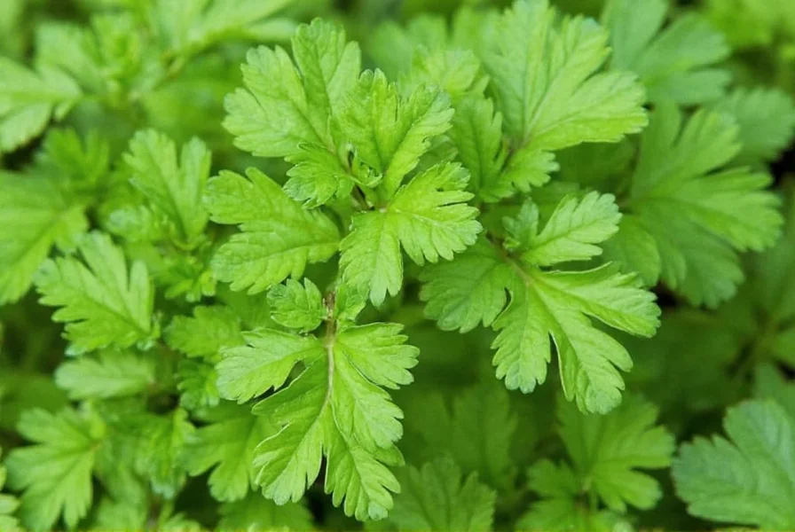 Healthy coriander plants growing in garden with proper spacing