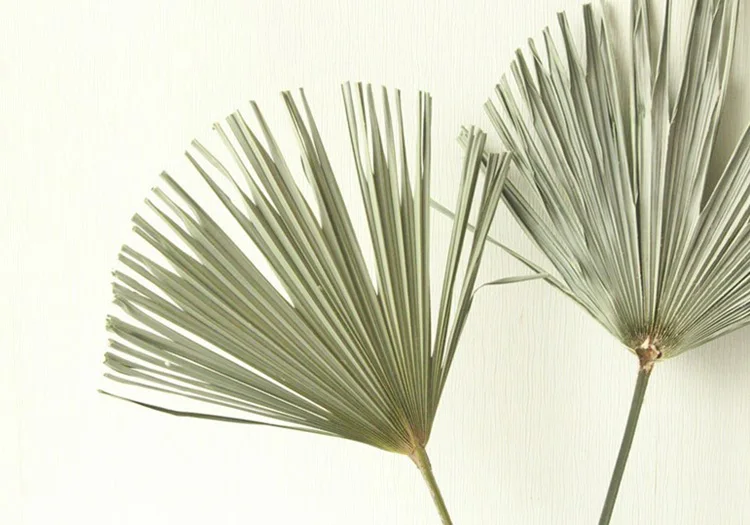 indoor decoration green small fan shaped preserved palm leaf