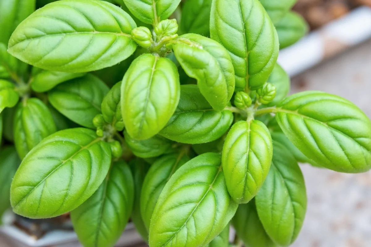 how long do basil plants live