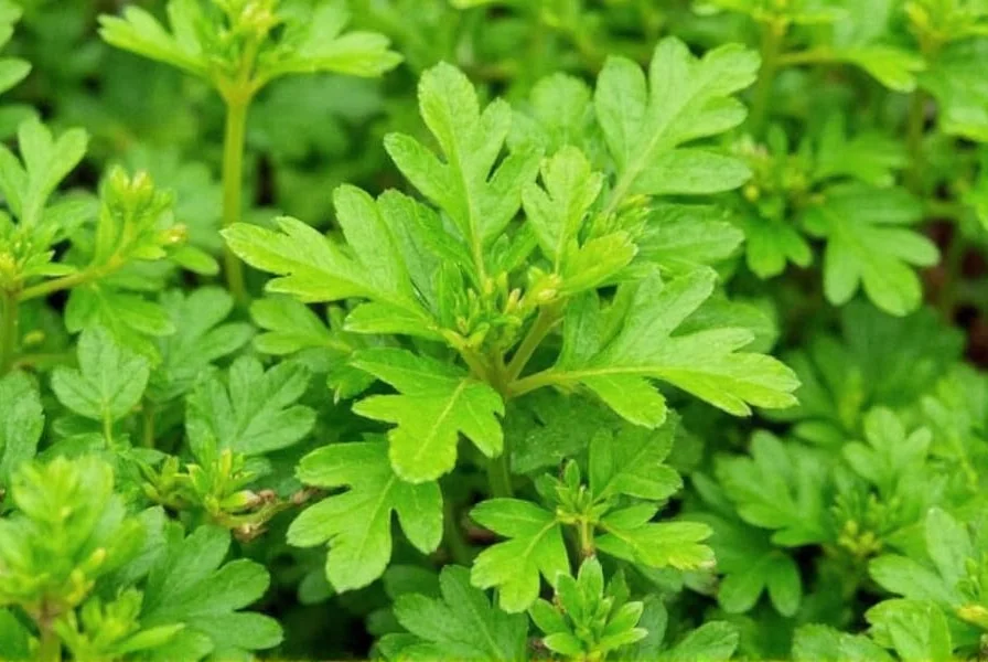 Home garden with dhania coriander plants at different growth stages