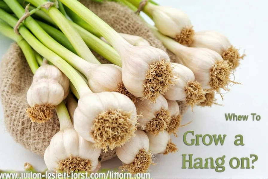 Step-by-step garlic planting process showing clove placement