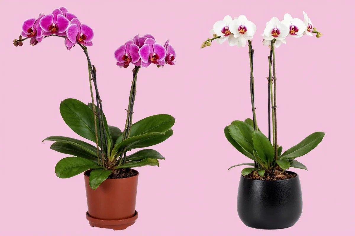 how to care for my orchid plant