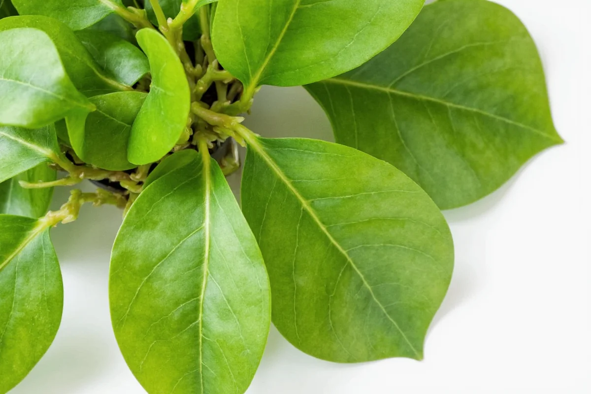 how to propagate a pothos plant