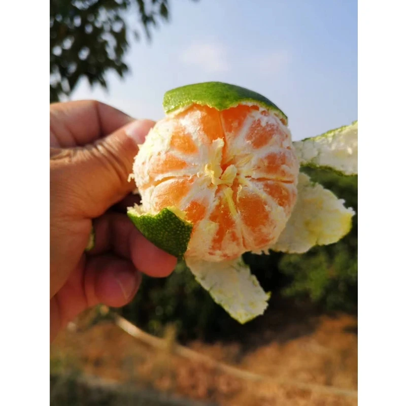 
Low Price Wholesale 100% Natural Chinese sweet Mandarin Orange 