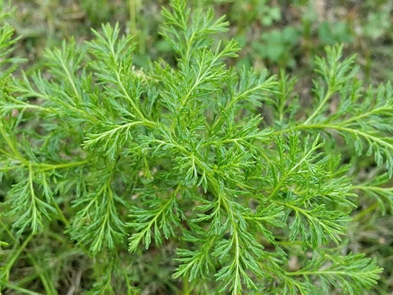 Best Substitutes for Dill Weed: Practical Kitchen Solutions