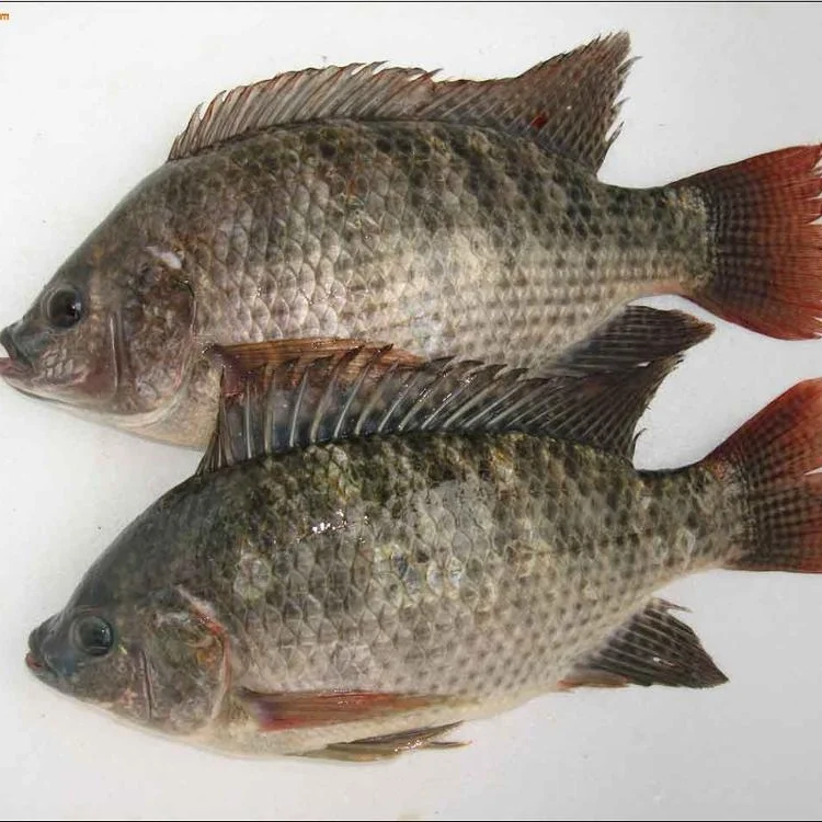 
China organic frozen tilapia fillets wholesale price 