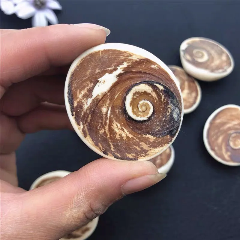 
Wholesale Natural Healing Crystals Palm Sun Shell Fossil Crystal Decor Conch Sun Shell Fossil 