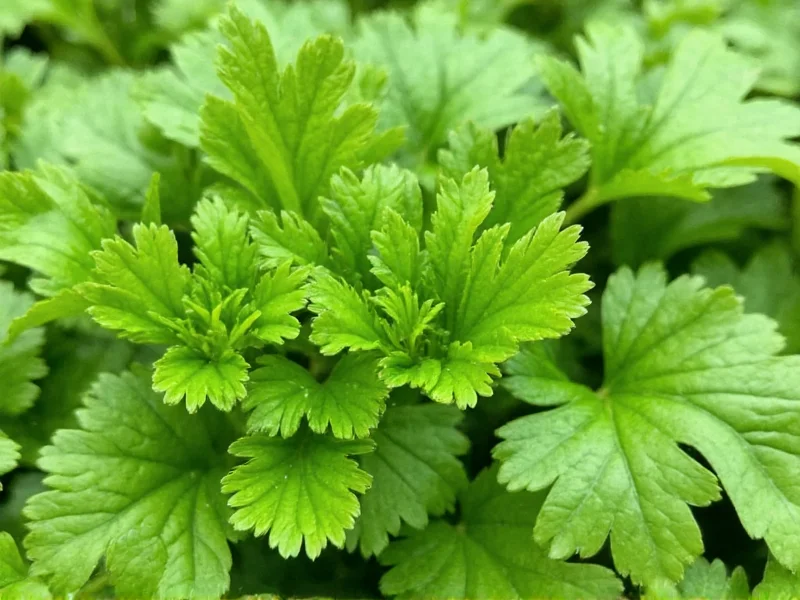 Is Cilantro an Herb? The Clear Botanical Answer