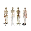 Biology Teaching Human Skeleton Anatomy Model