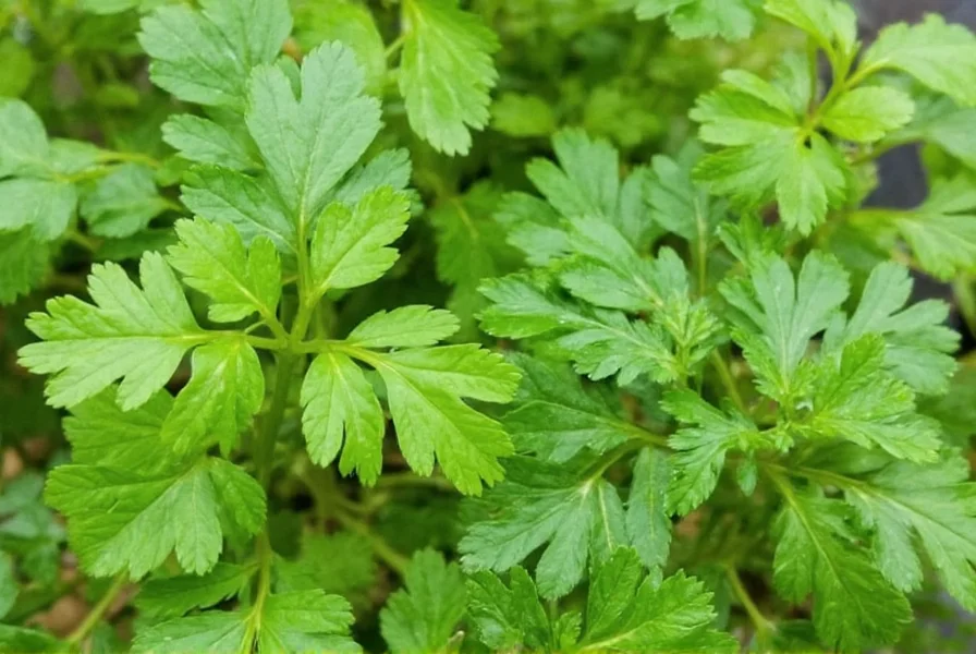 Proper cilantro harvesting technique showing where to cut stems for regrowth
