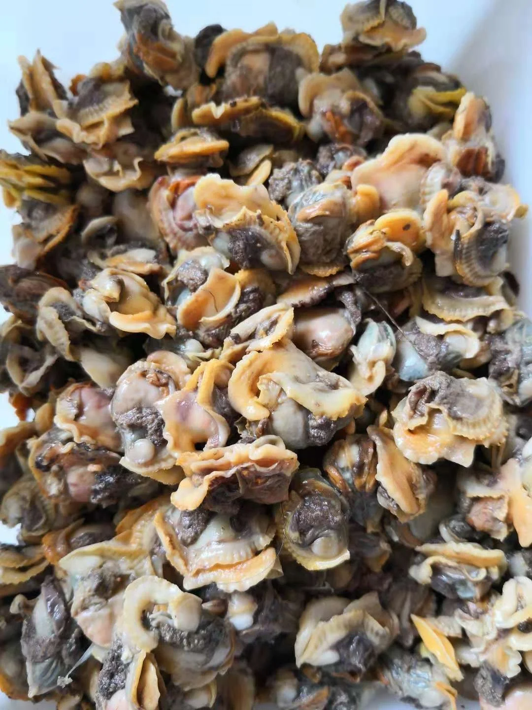 
Good Sale Seafood Shell Fish Frozen Blood Clams Meat 