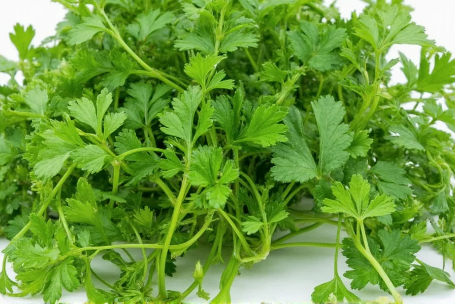 What Is Coriander? The Complete Guide to This Versatile Herb
