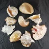 Shells Home decoration Natural handicraft large sea conch shell