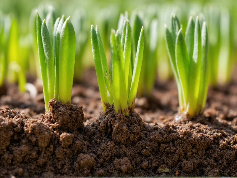 Close-up of healthy succulent roots in gritty outdoor soil mixture