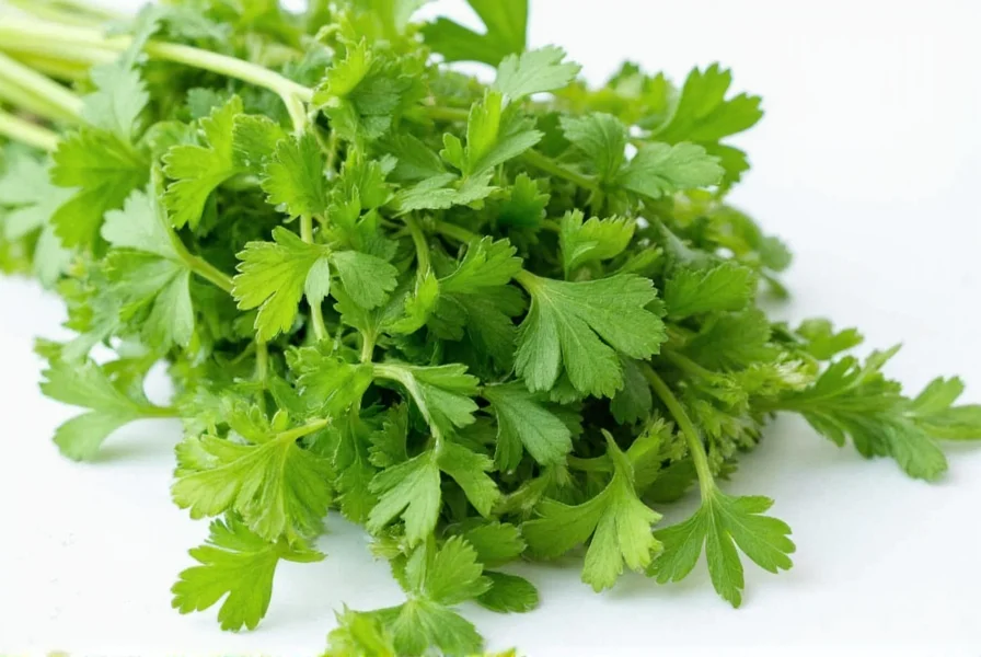 International recipe book open to pages showing different uses of coriander and cilantro in various cuisines