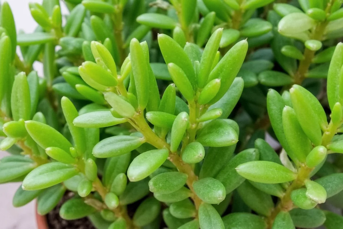 can a jade plant live outside