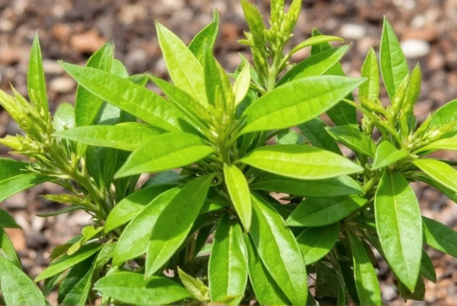 Ancho Chili Leaves