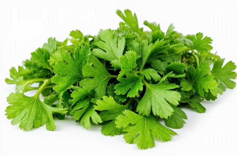 Cilantro vs Coriandro: Coriander in Spanish Explained