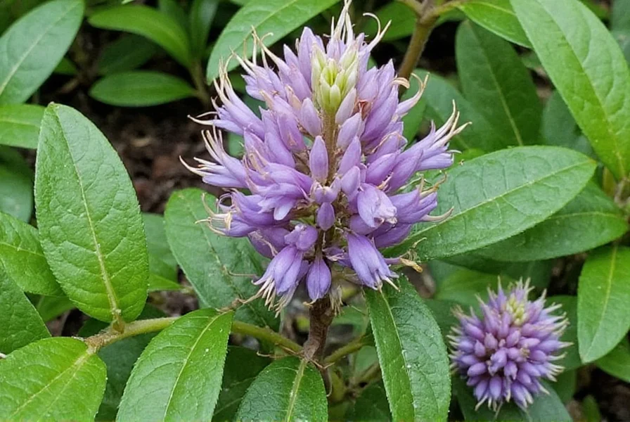 thai blue ginger