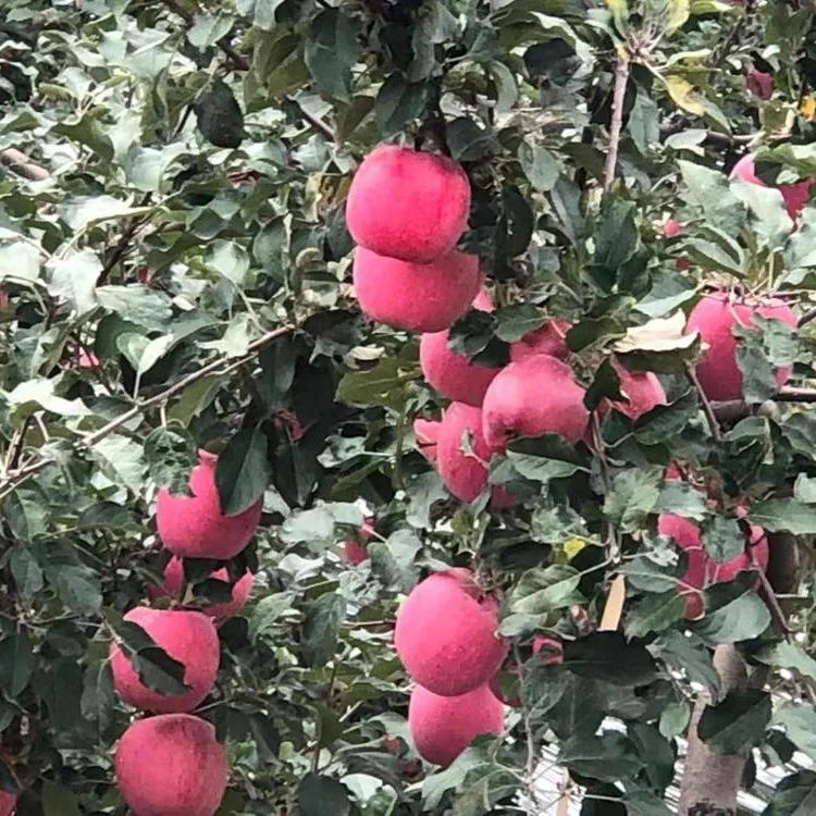 
Sell Shandong Produced Fresh Fuji Apples 