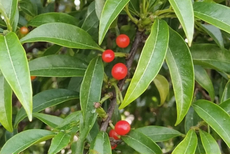 Close-up of clove tree flower buds on branch in tropical garden setting