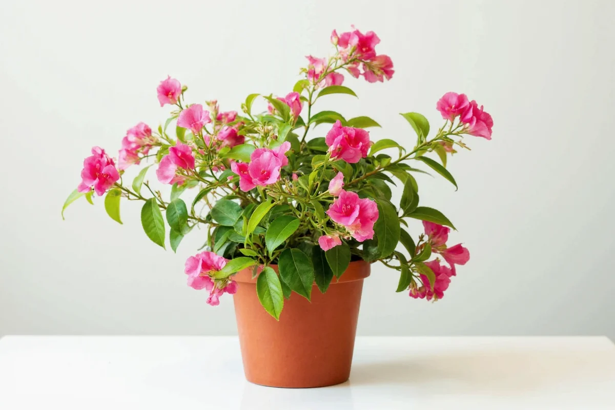 how to care for a bougainvillea plant