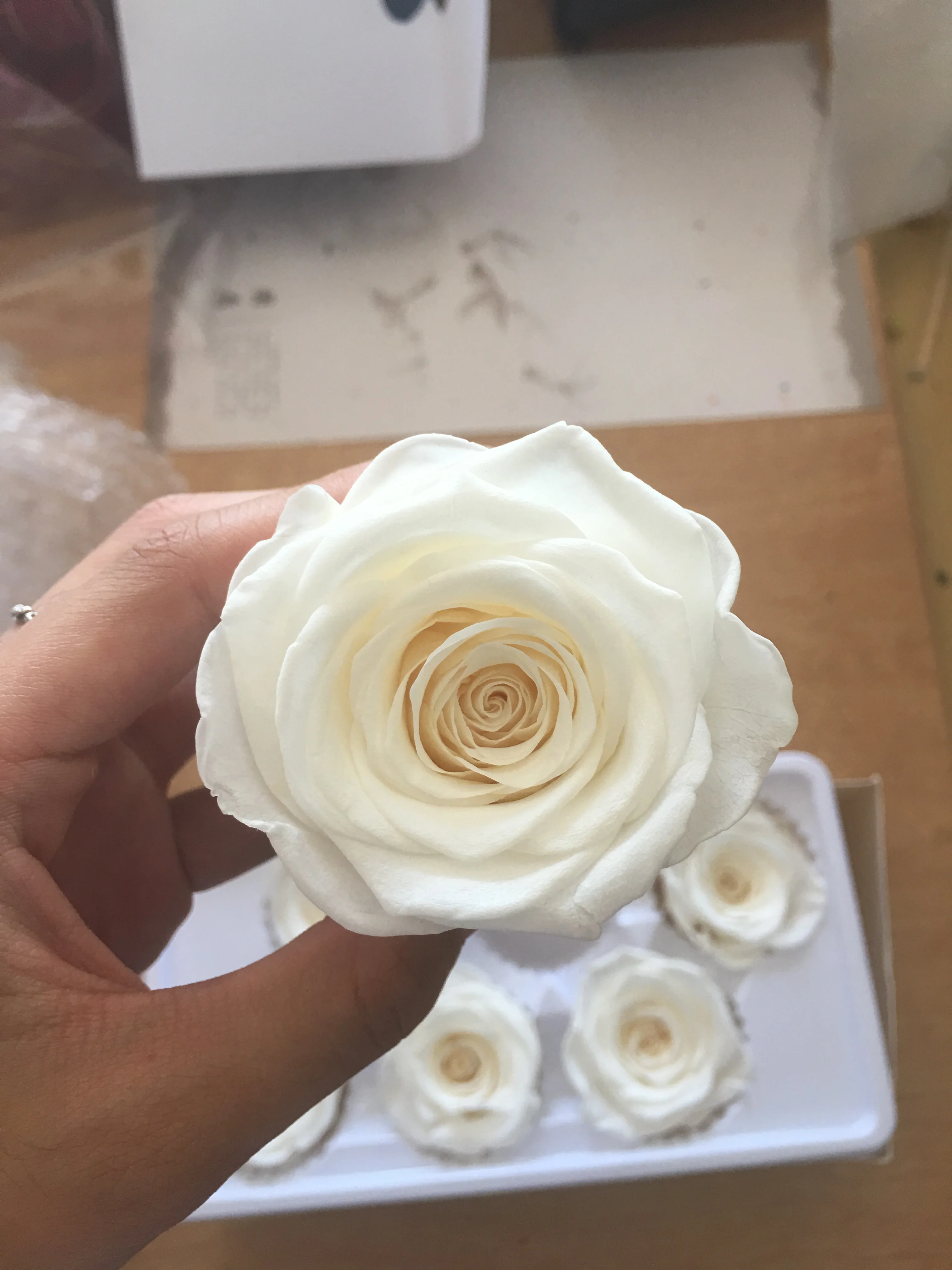 Wholesale Preserved Roses A Grade Preserved Roses Head Bud Size 56 Cm