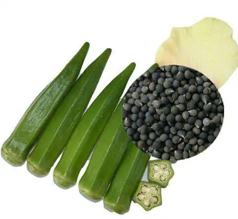 
Free Shipping Vegetable Seeds Hybrid Abelmoschus Esculentus Seeds High Germination Okra Seeds for Spring Planting 