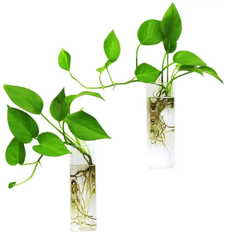 

Wall Hanging Glass Propagation Plant Terrarium Container Rectangle Shape Perfect for Home Office Garden Decor Wedding, Clear transparent