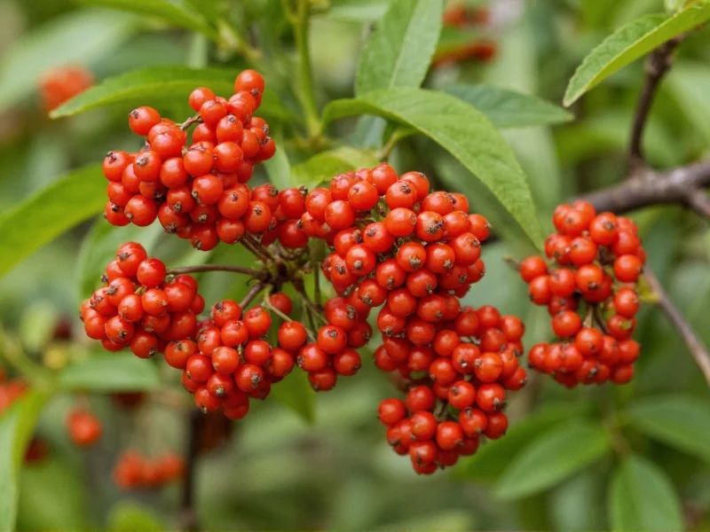 Peppercorn Berries: Not Actually Berries - The Truth Revealed