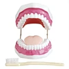Dental care model (32 teeth) oral protection training. And dental hygiene. Exquisite cosmetic dental model