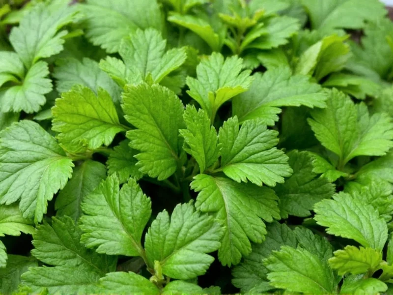 Best Parsley Substitutes: 6 Practical Alternatives for Cooking
