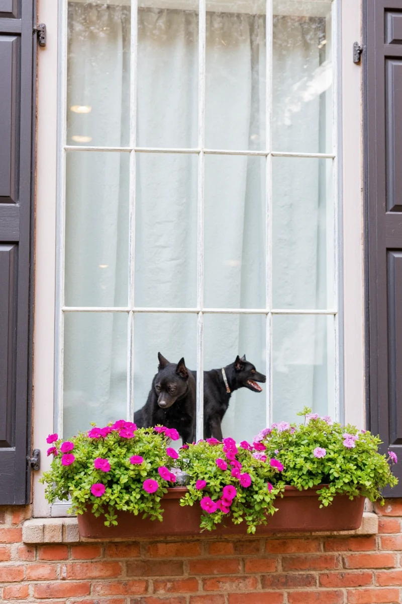 Elegant wrought iron window box with flowering plants hanging beneath a bay window