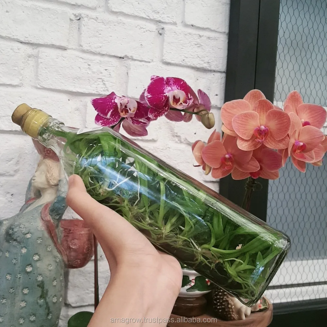 
Natural 100% Orchid Flask Seedlings Fresh Multi Color Ornament Plants Dendrobium Flowers Tissue Culture Thailand Highest Quality 