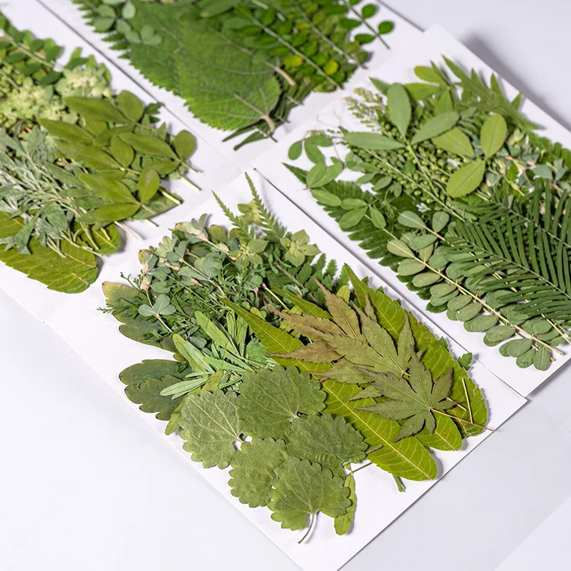 

R463 Dried Pressed Leaves For Resin Dried Greenery Assorted Dried Leaves For Art Diy Handmade