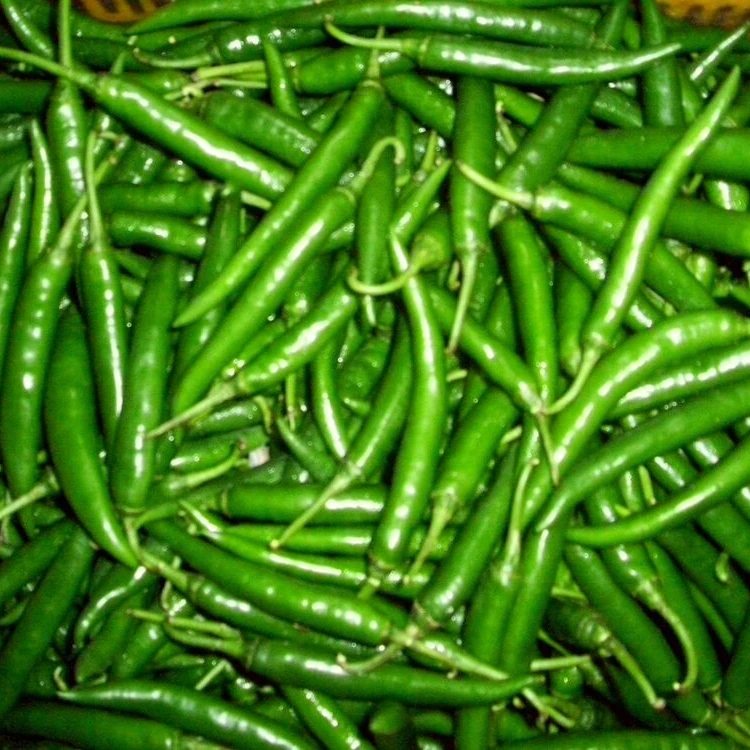 
HYBRID MARSHAL GREEN CHILLI SEEDS 
