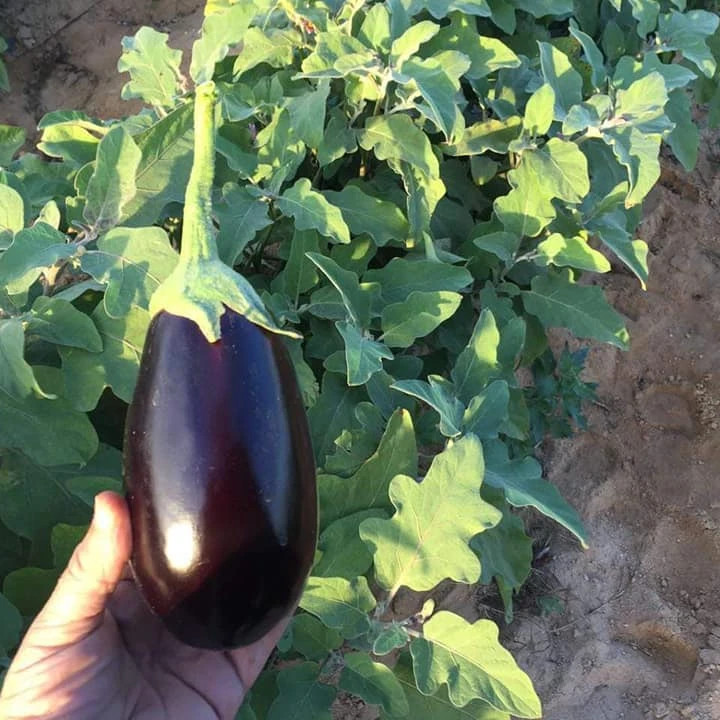 
wholesale fresh black eggplant from Egypt/FRESH VEGETABLES/FRESH EGGPLANT ( BLACK   WHITE ) 