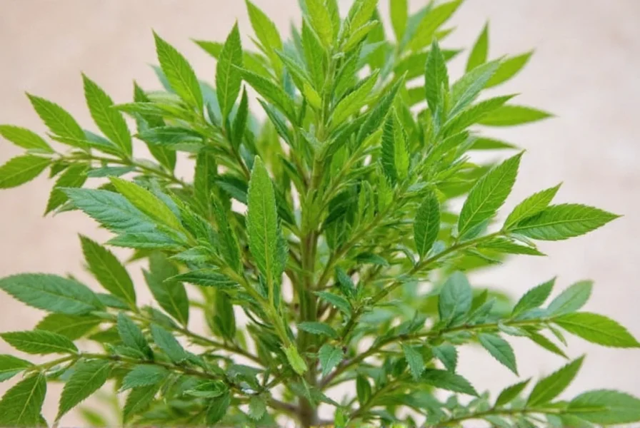 tarragon in sauce
