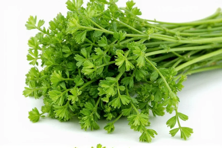 Coriander Origins: Where This Herb Really Comes From